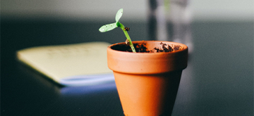 klein plantje groeit uit potje