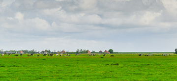 een Vlaams weiland