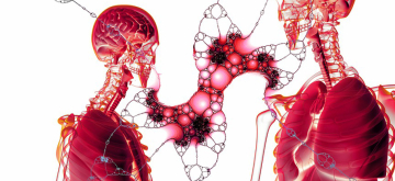 longen en cellen van menselijk lichaam