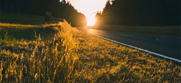 roadside grass