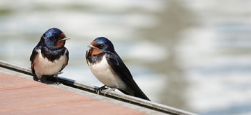 vogeltjes op een draad