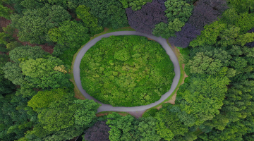 Cirkel in een bos