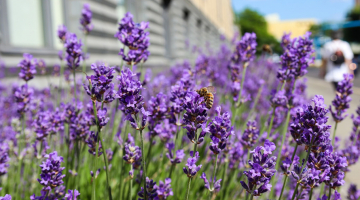 een bij op een bloem