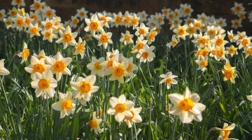 narcissen