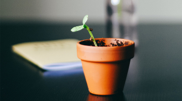 klein plantje groeit uit potje