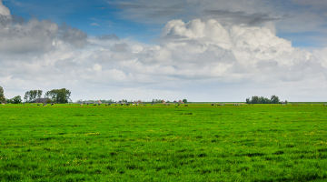 een Vlaams weiland