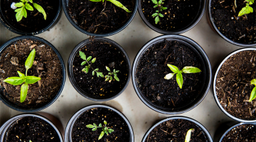 plantjes die kiemen