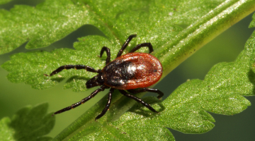 Een teek, potentiële verspreider van Lyme disease.