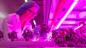 in de vertical farm van Colruyt Group wordt basilicum geteeld