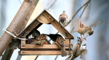 vogelhuisje