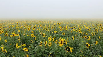 zonnebloementeelt