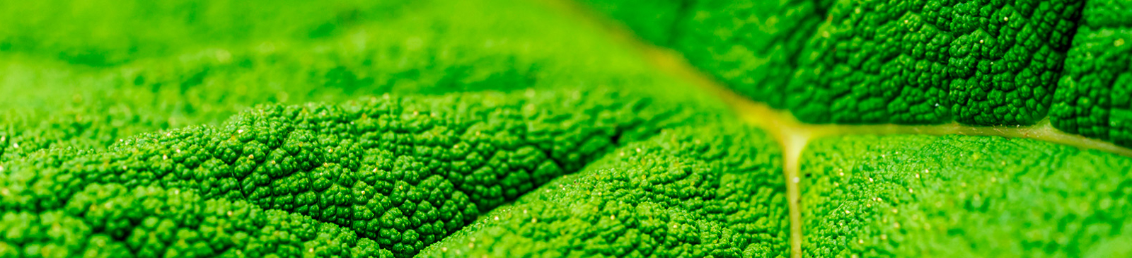 Detail van een groen blaod