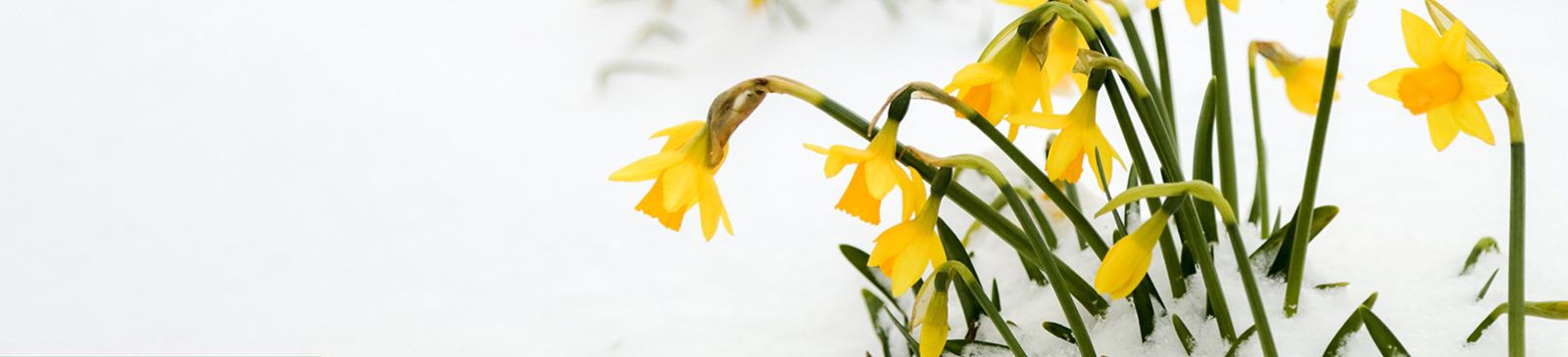 Nacissen in de sneeuw, foto van unsplash