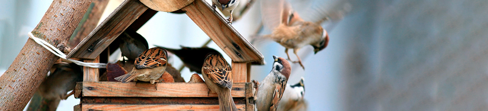 Vogeltjes in een vogelhuisje